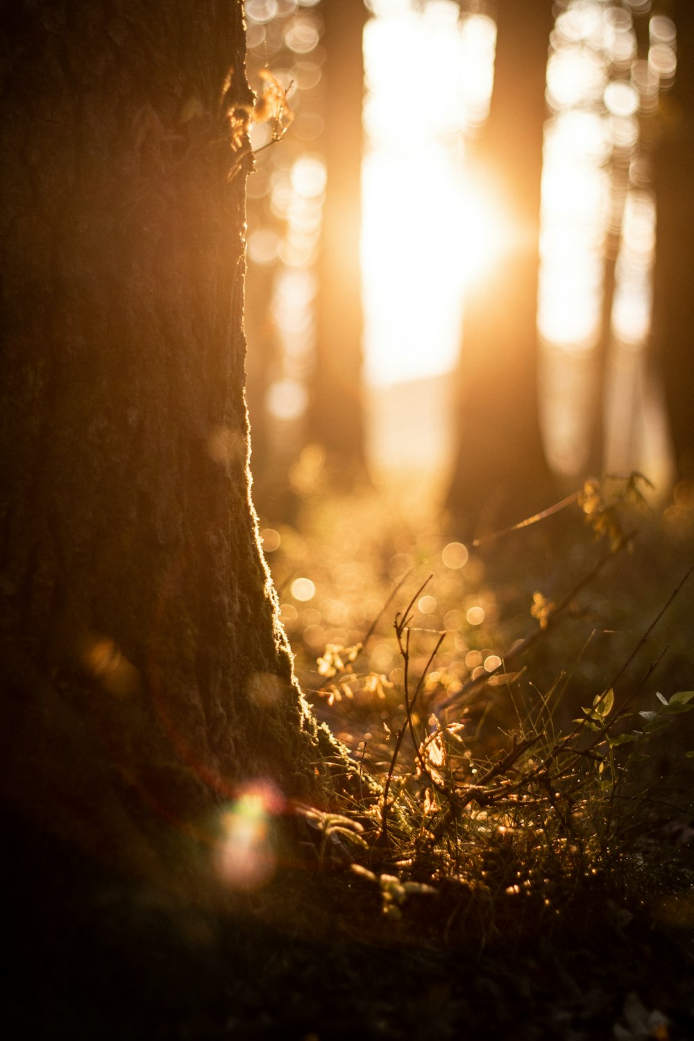 brown grass in forest during daytime