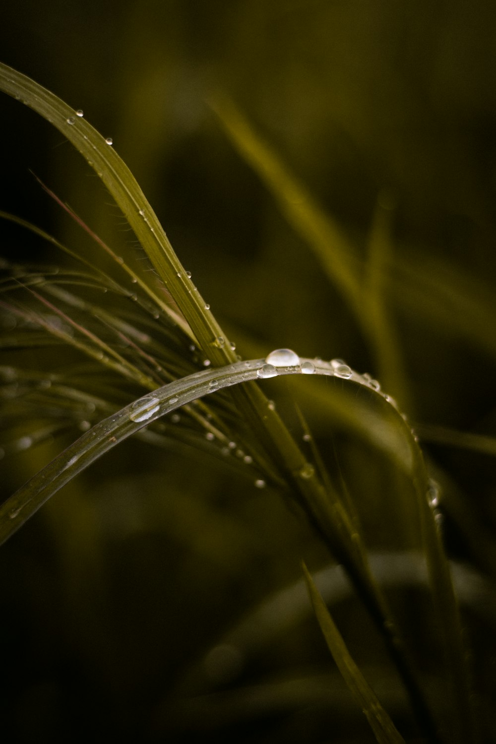 water dew on green grass