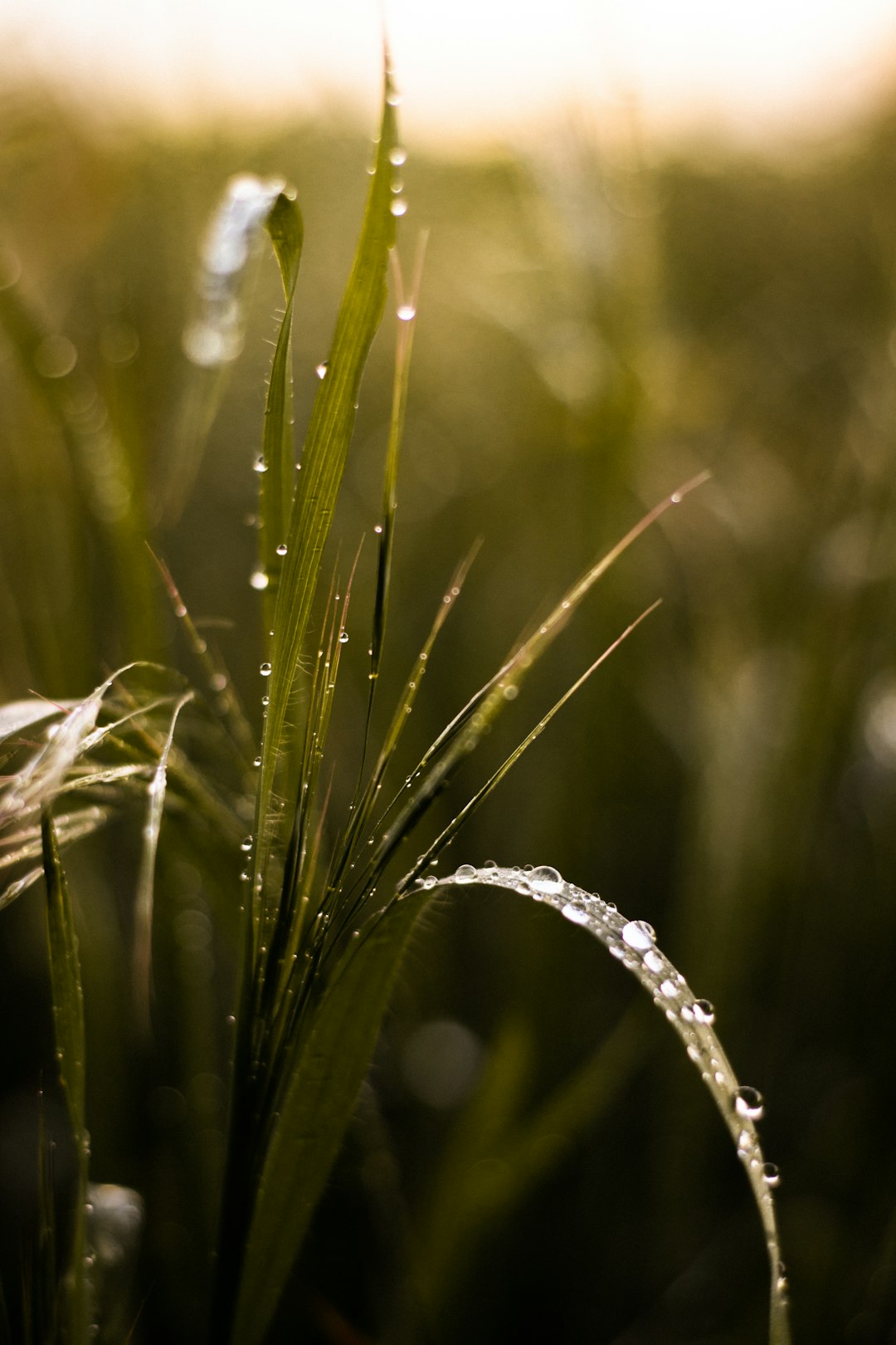 water dew on green grass