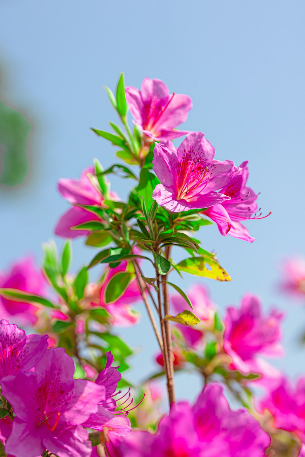 pink flowers in tilt shift lens