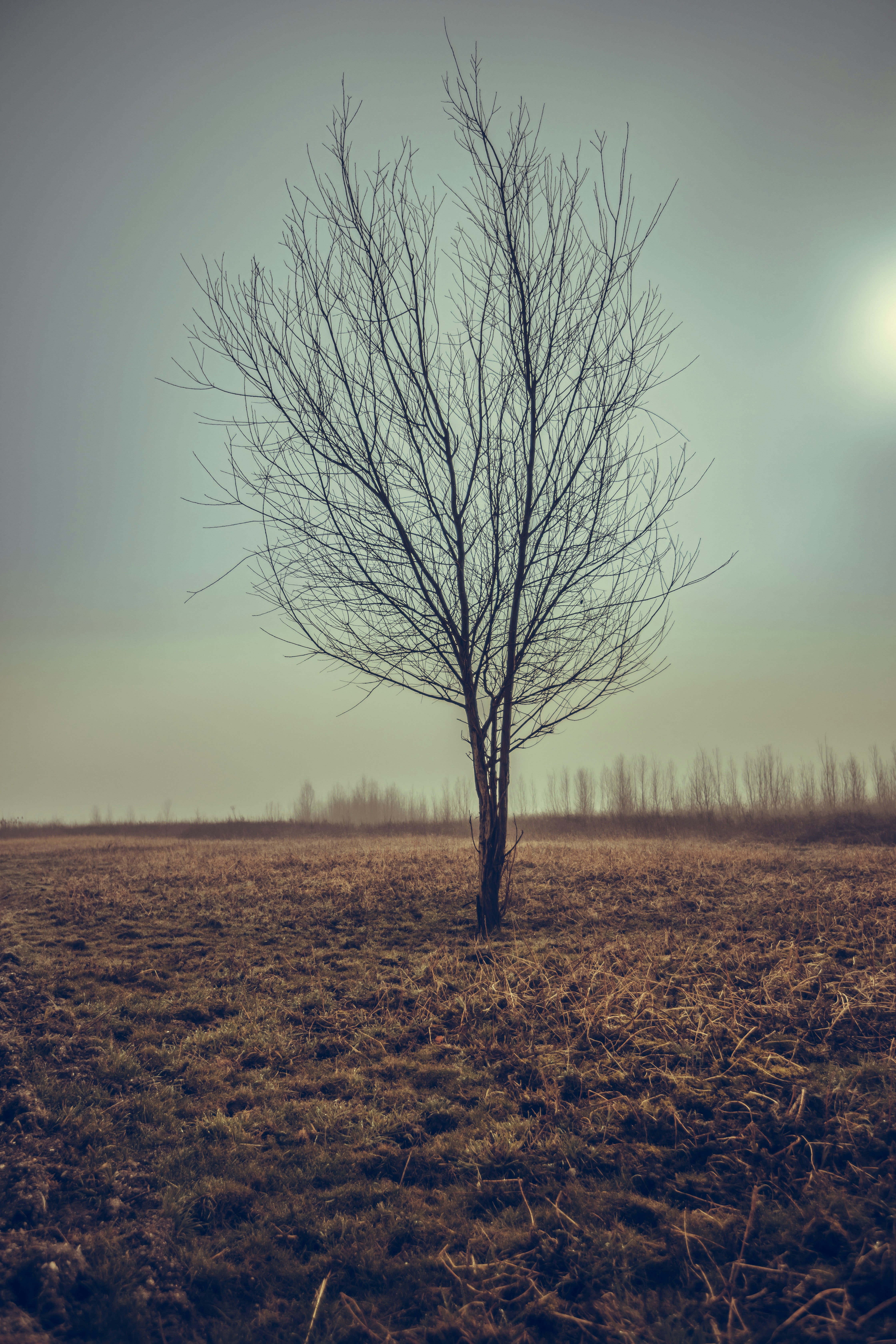 leafless tree on brown grass field