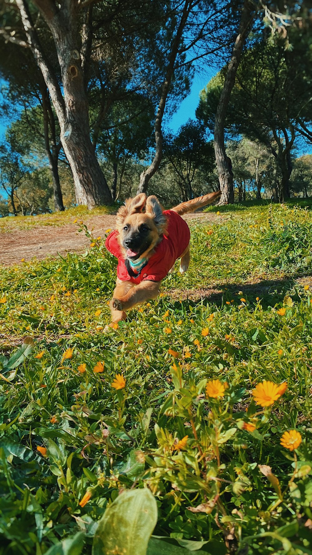 brown short coated dog with pink shirt running on green grass field during daytime