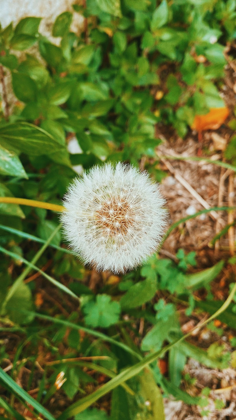 white dandelion in close up photography