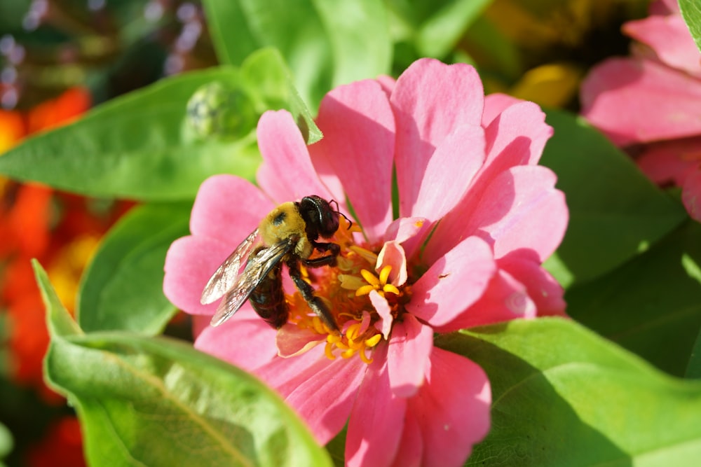 honeybee perched on pink flower in close up photography during daytime