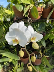 White orchids in full bloom surrounded by lush green foliage, with several budding flowers on the stem. The scene includes multiple clay pots and leafy green plants in the background, creating a vibrant and serene garden setting.