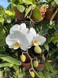 Cultivo e Curiosidades sobre Orquídeas: Um Guia Moderno e Inspirador