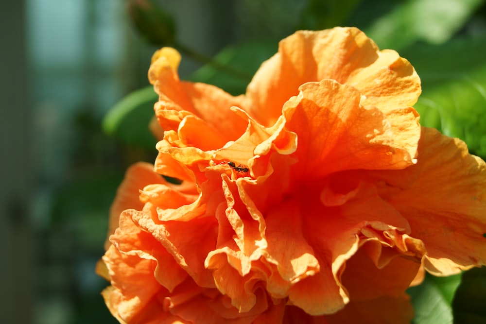 orange rose in bloom during daytime