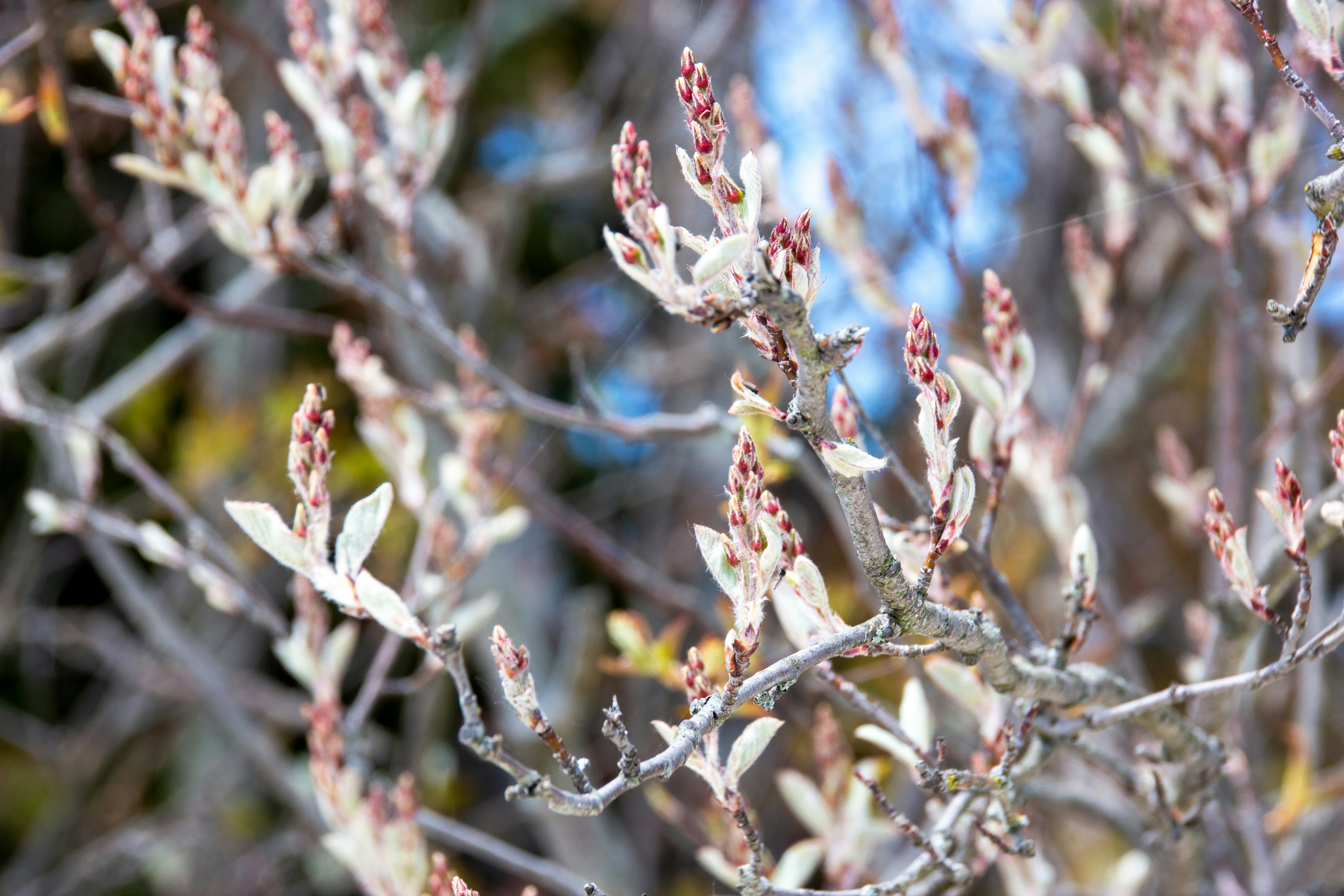 White cherry blossom in close up photography photo – Free Flowers Image ...