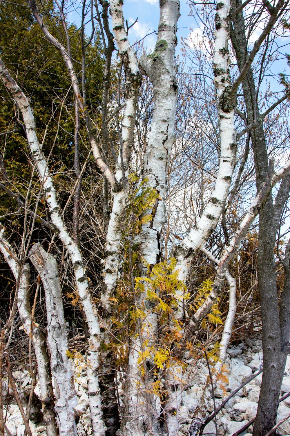 brown tree with white leaves