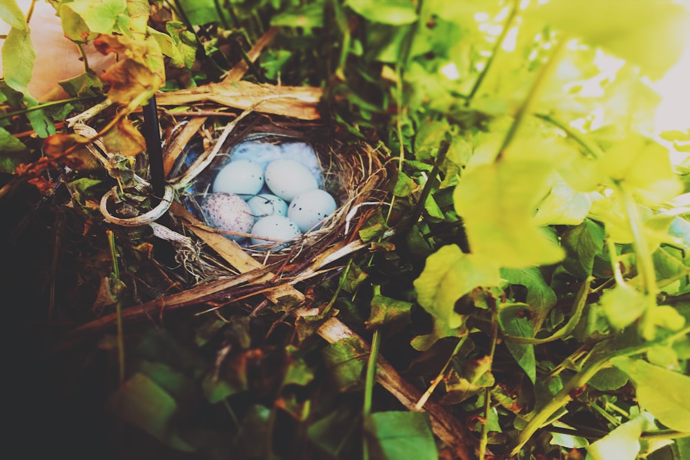 white and blue egg on brown nest