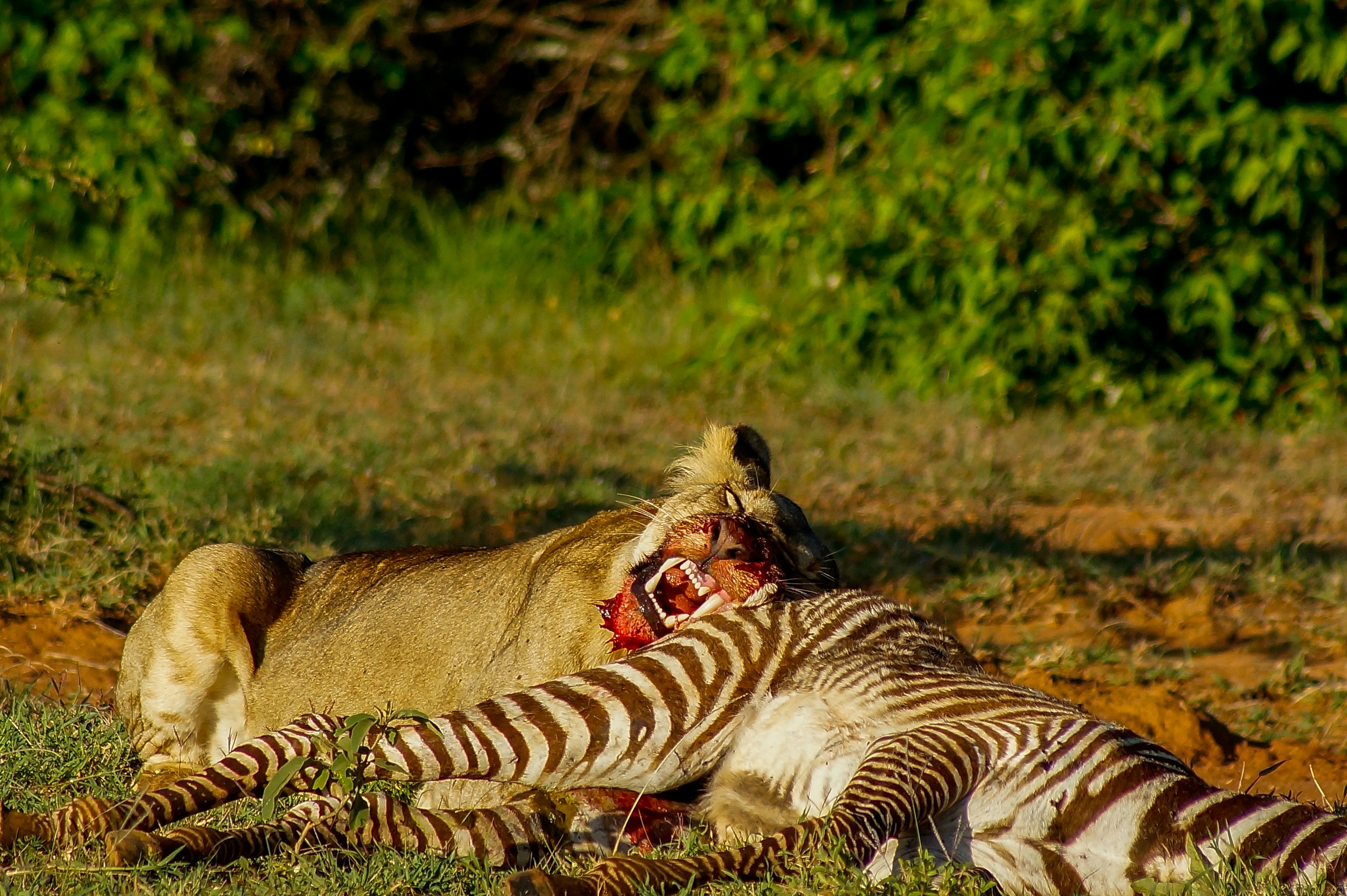 A lioness (Panthera leo) feeding on a freshly killed Grevy´s Zebra (Equus grevyi) in the Laikipia region, Kenya.
