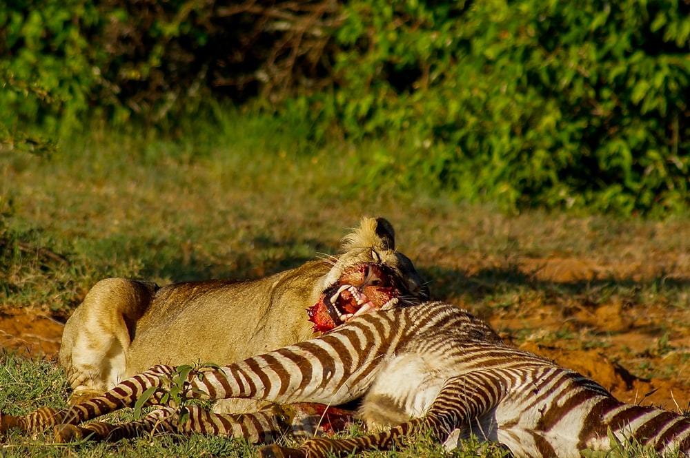 2 zebra on brown grass field during daytime