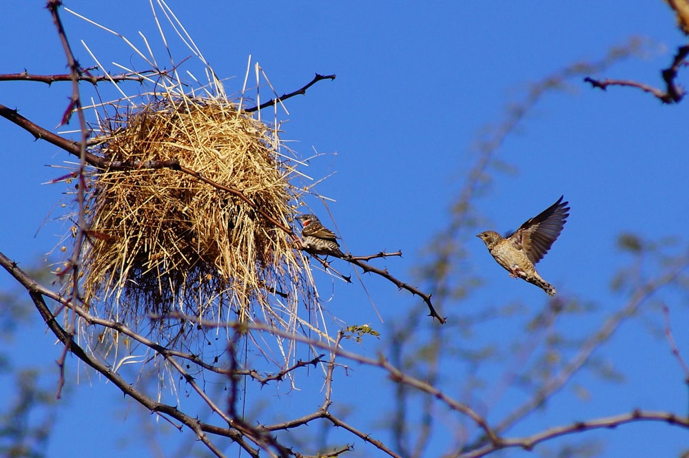brown bird on brown nest during daytime