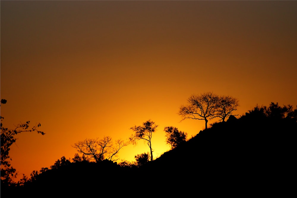 silhouette of trees during sunset