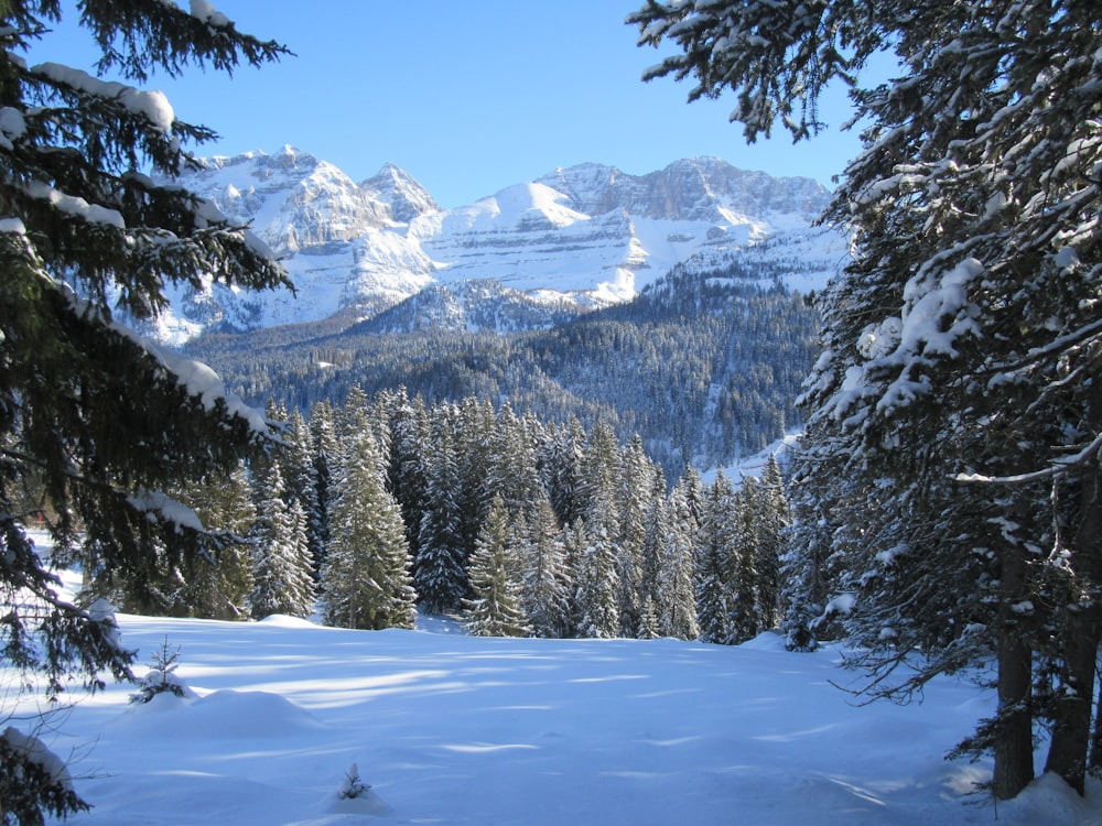 a view of a snow covered mountain with trees in the foreground