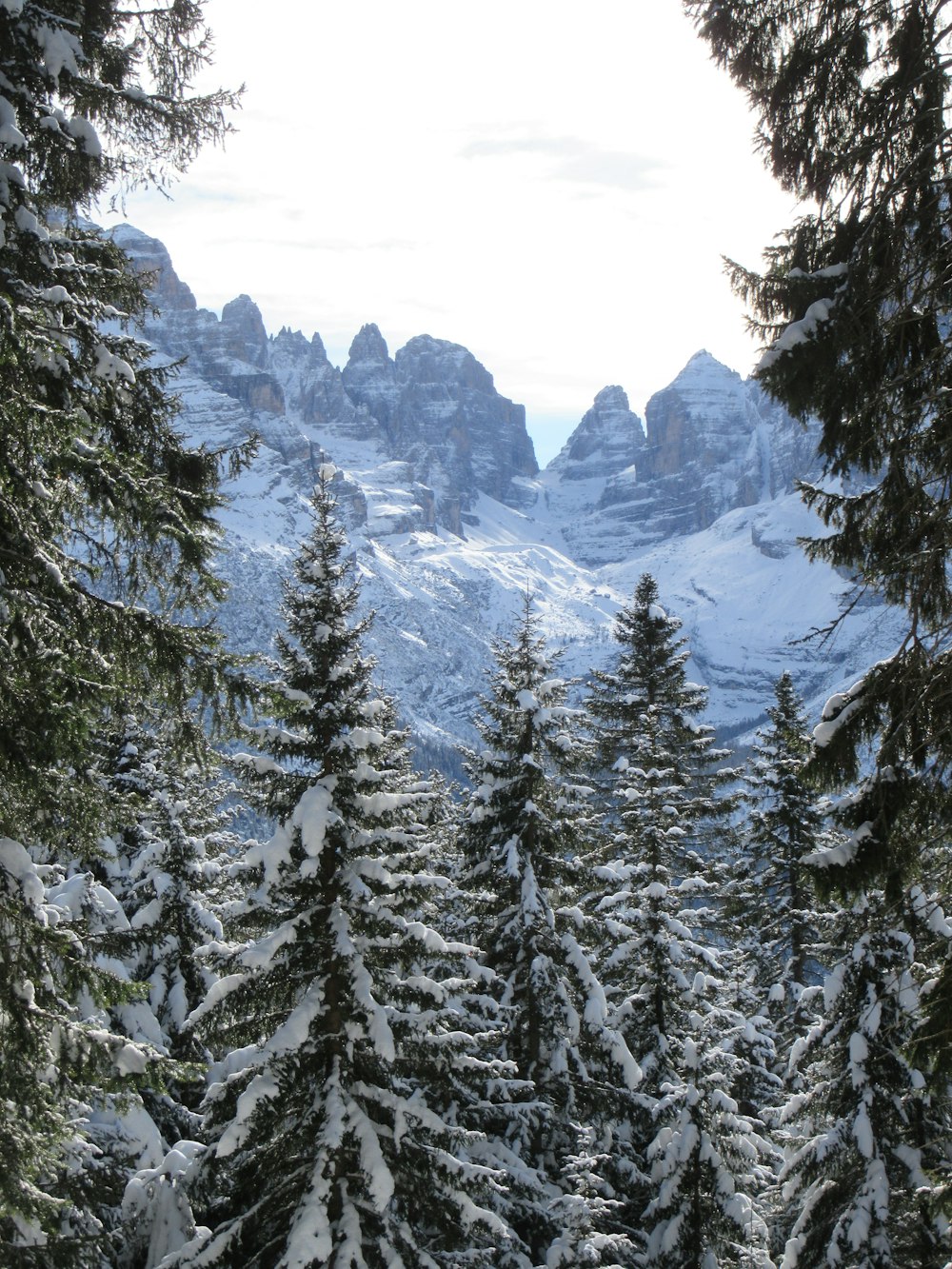 a snow covered forest with mountains in the background
