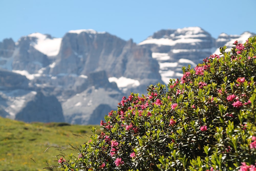 red flowers with green leaves on green grass field near snow covered mountain during daytime