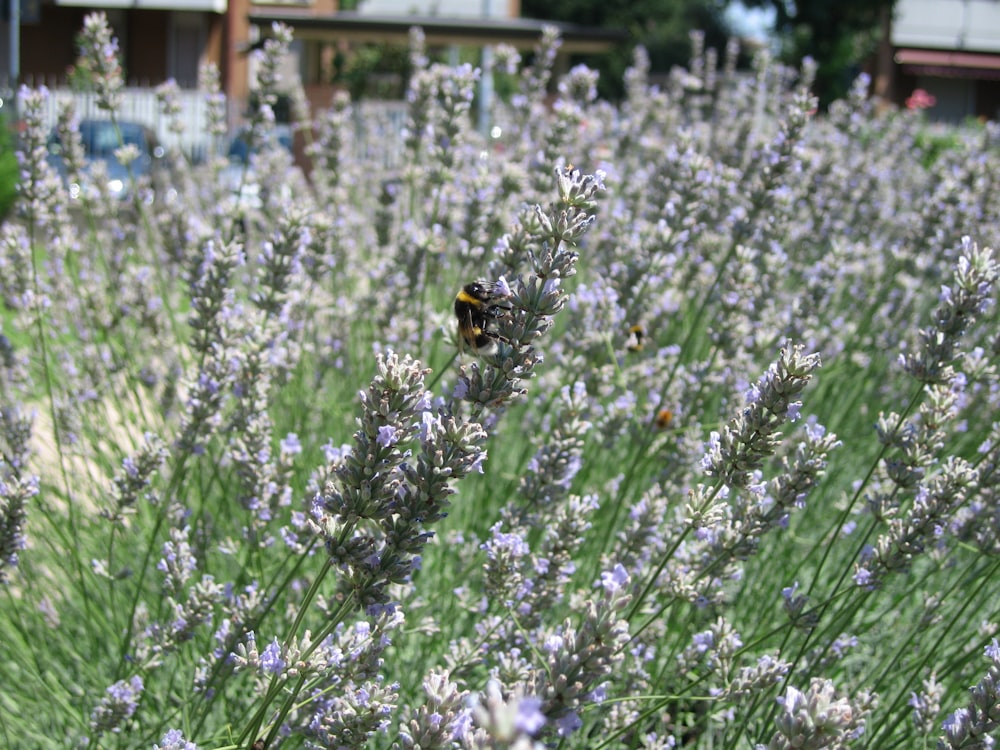 black and yellow bee on purple flower