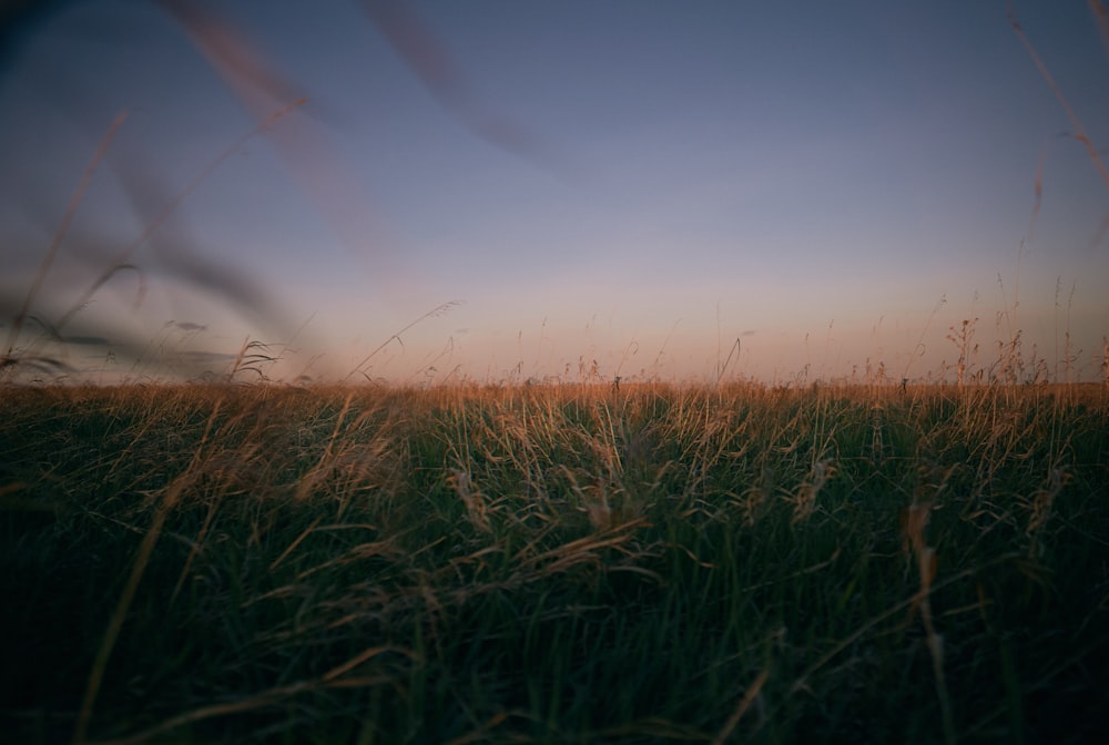 green grass field during sunset