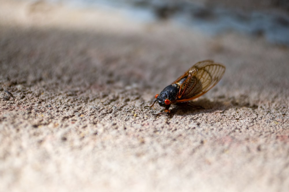 black and brown fly on gray sand during daytime