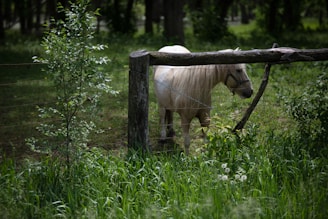 Elegant mare standing beside a rustic wooden fence with lush greenery around.