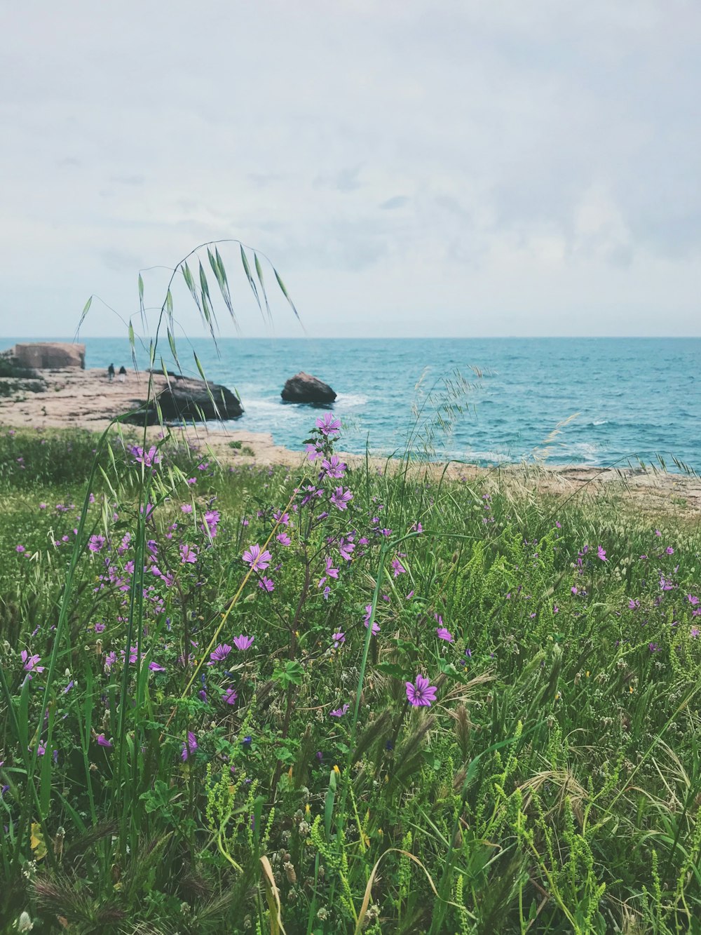 purple flower near body of water during daytime