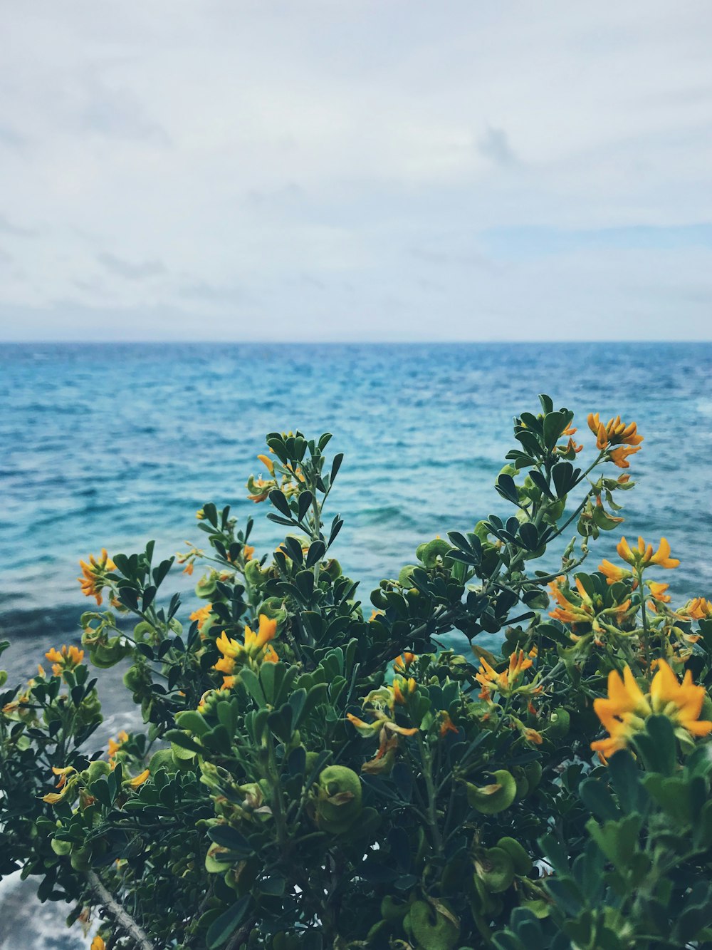 yellow flowers near body of water during daytime