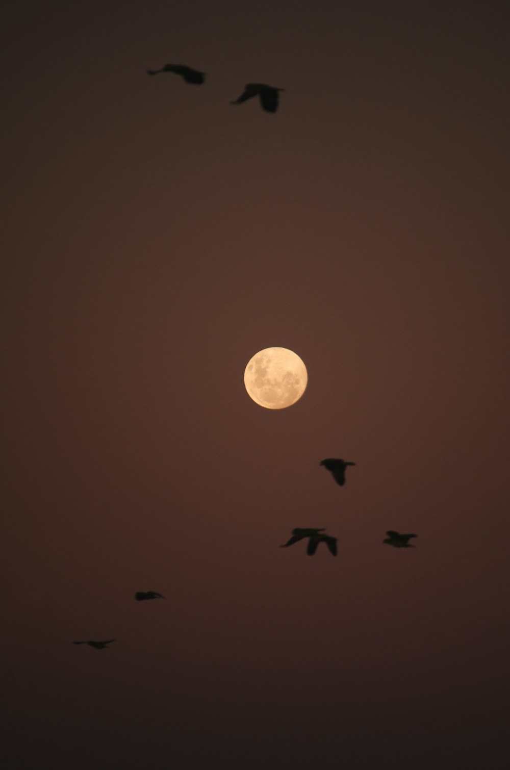 birds flying under full moon