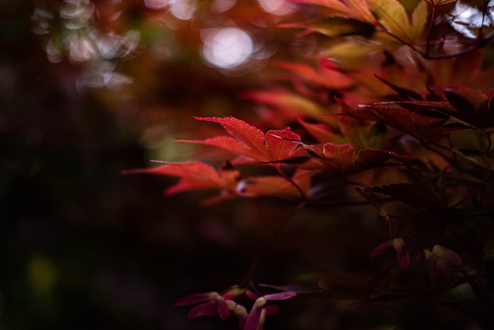 red and yellow leaves in tilt shift lens