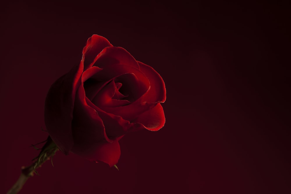 red rose in close up photography