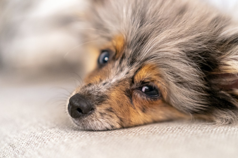 brown and black long coated small dog