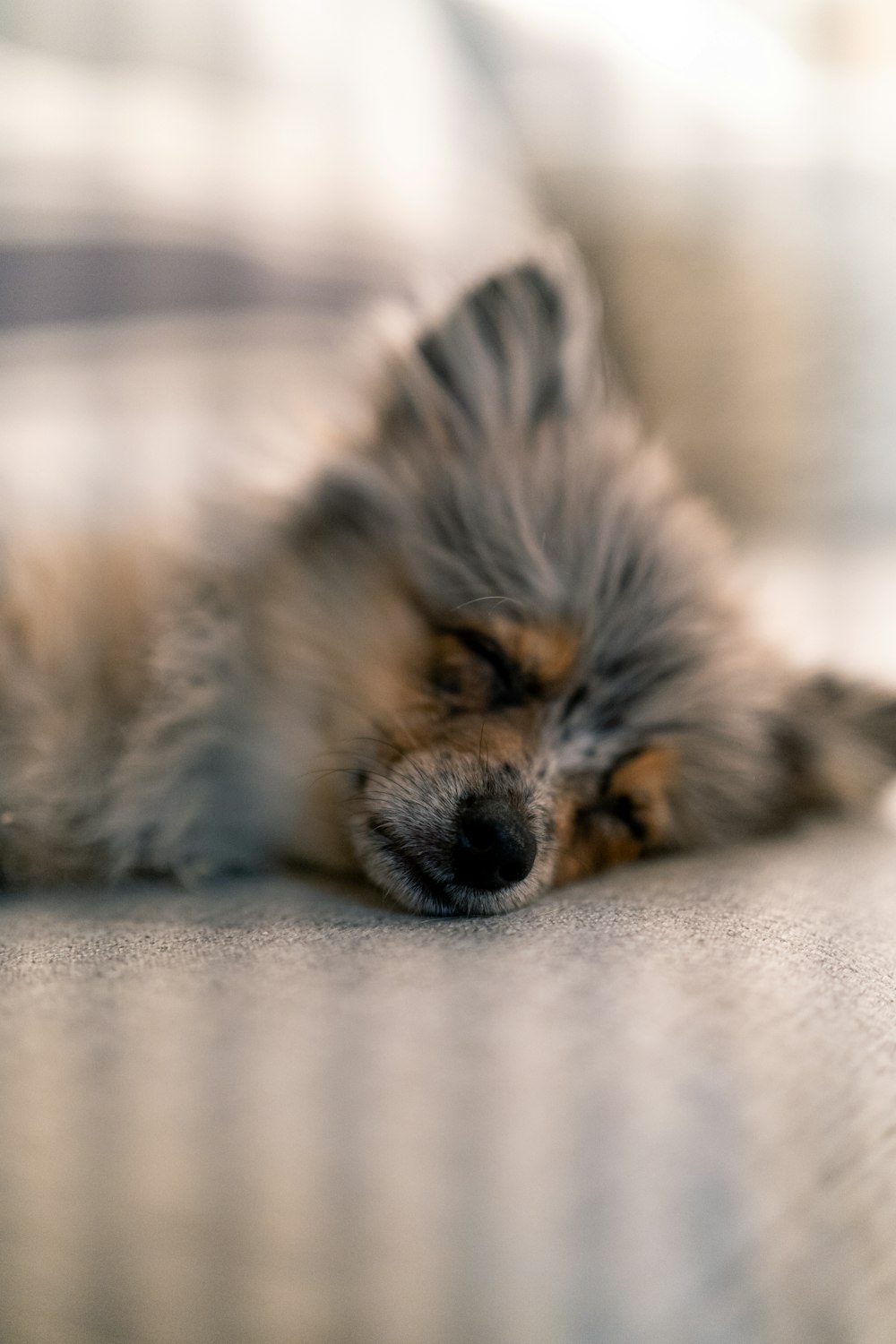 brown and black long coated small dog lying on white textile