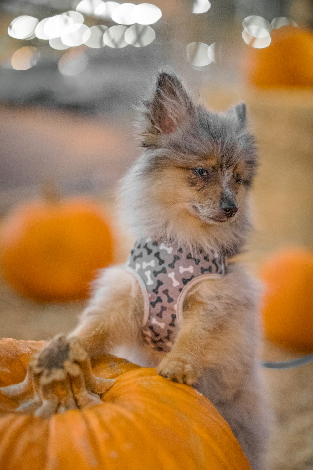 petit chien à poil long marron et blanc sur textile jaune