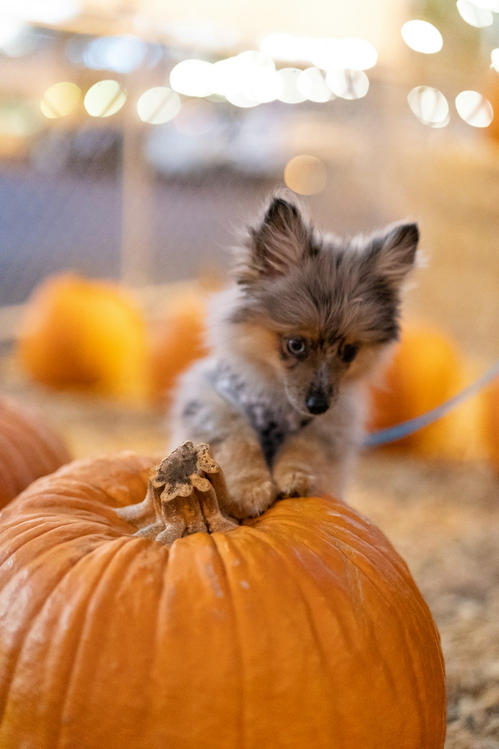 white and brown long haired small sized dog sitting on ground beside pumpkin