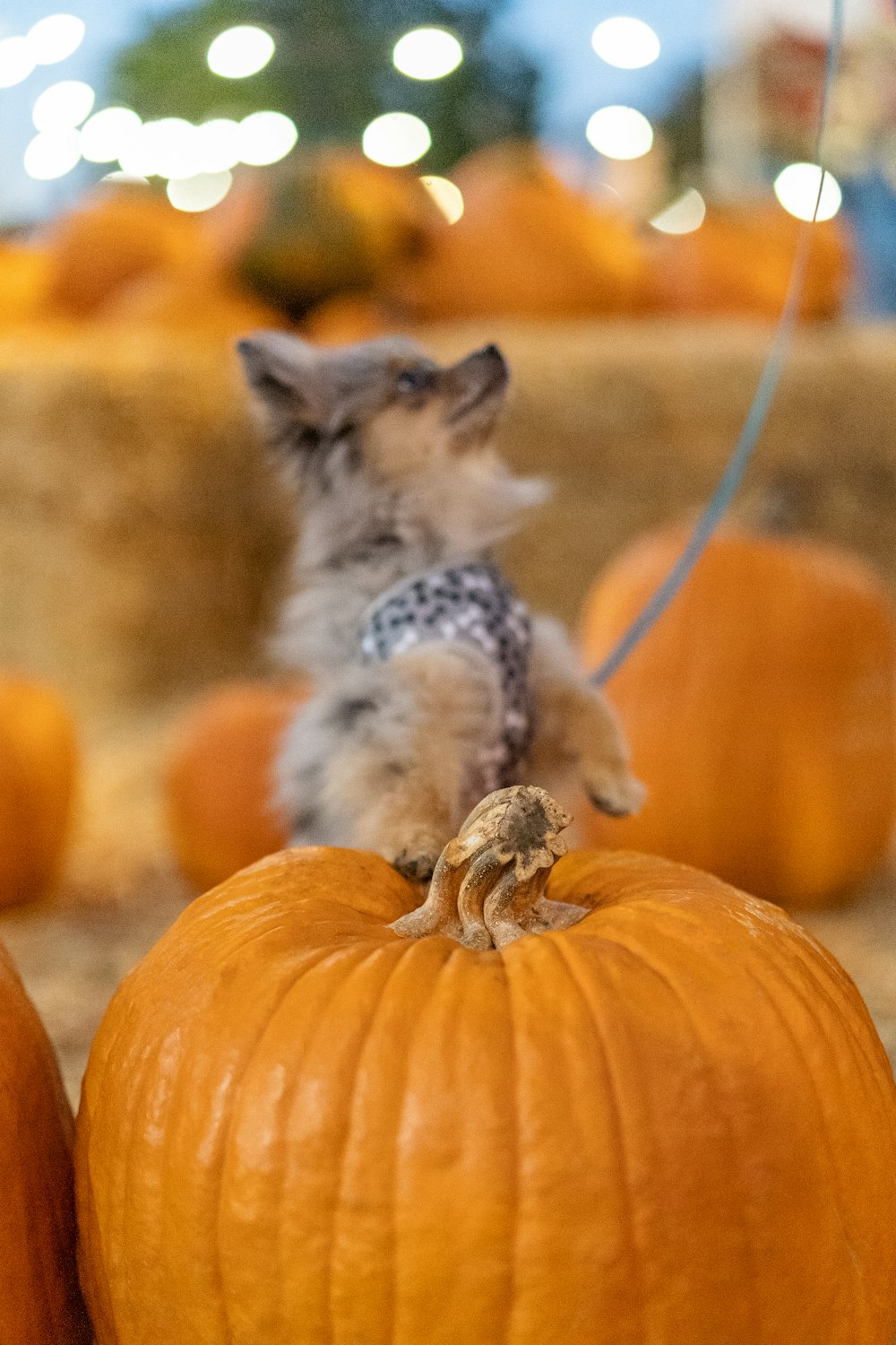 brown and white cat on orange pumpkins during daytime