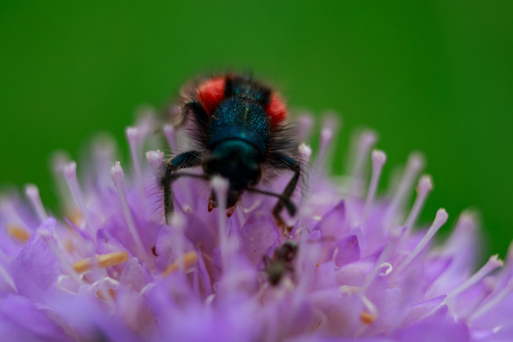 green and black bee on purple flower