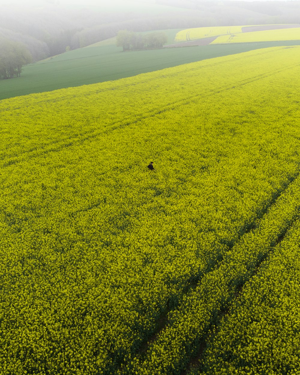 green grass field under white sky during daytime