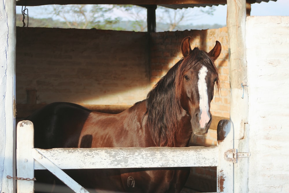 brown and white horse in cage