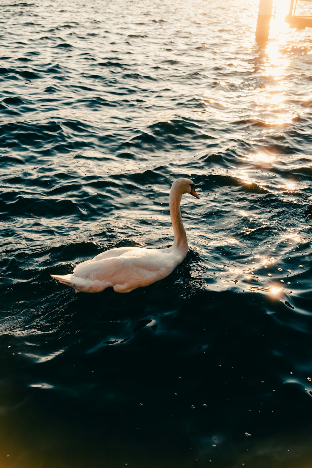 white swan on body of water during daytime