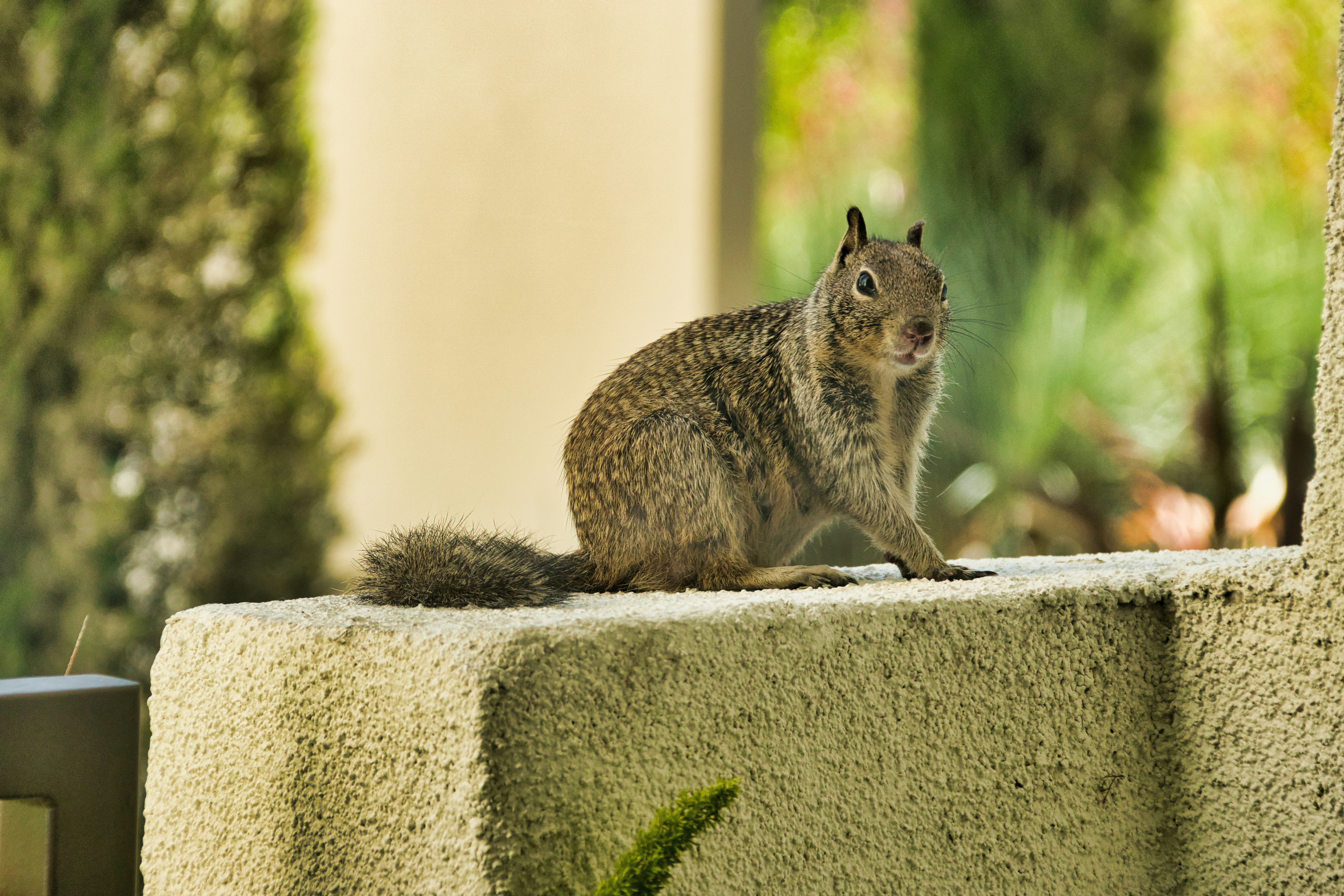 brown rabbit on gray concrete wall