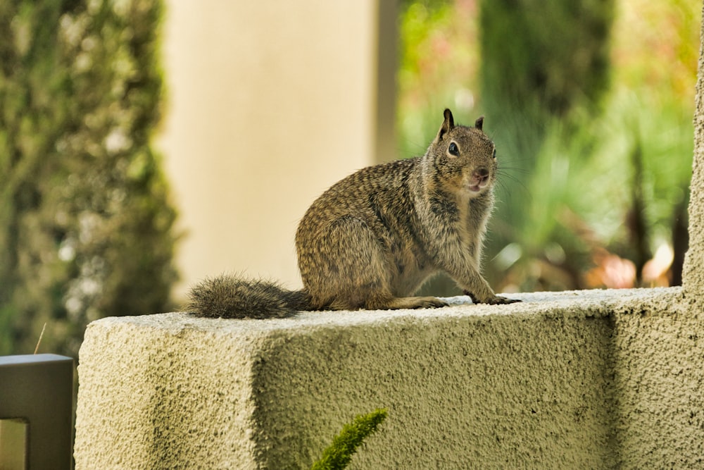 brown rabbit on gray concrete wall