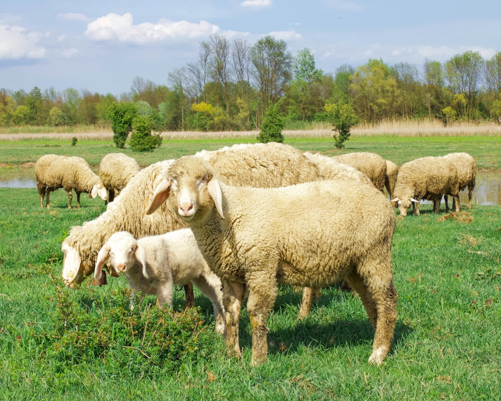 herd of sheep on green grass field during daytime