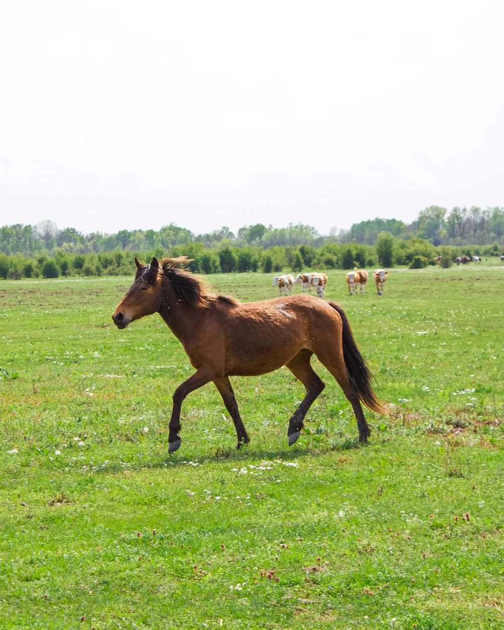 brown horse on green grass field during daytime