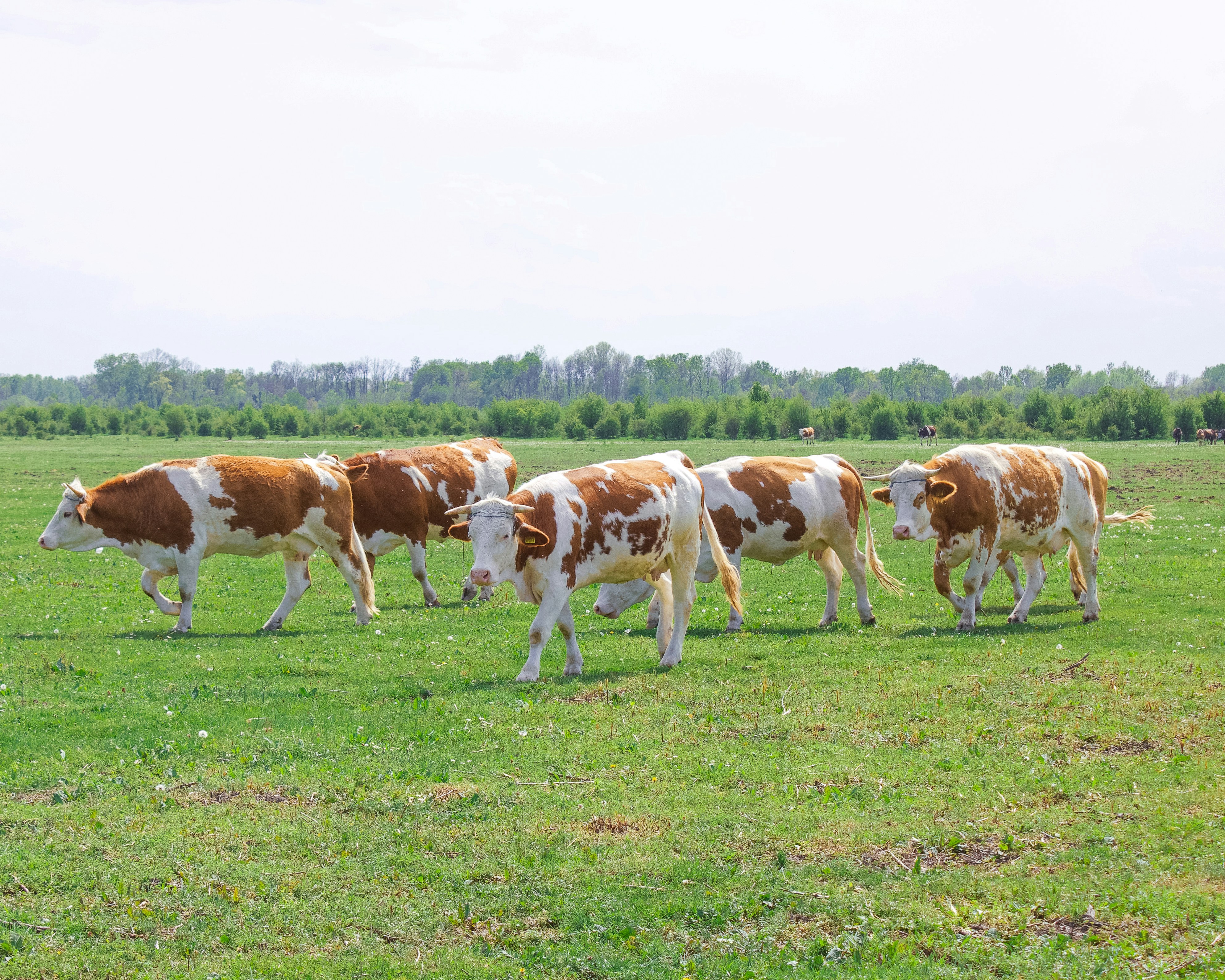 mucca marrone e bianca sul campo di erba verde durante il giorno