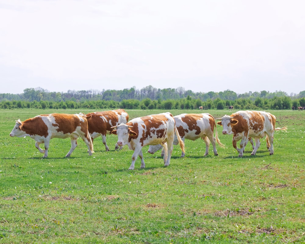 brown and white cow on green grass field during daytime