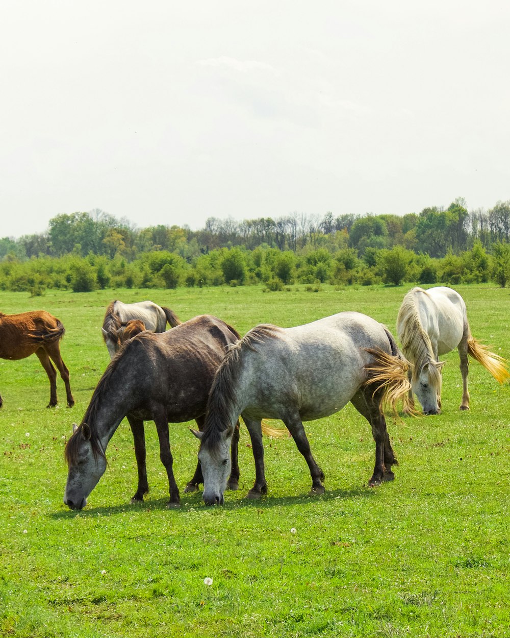 horses eating grass on green grass field during daytime