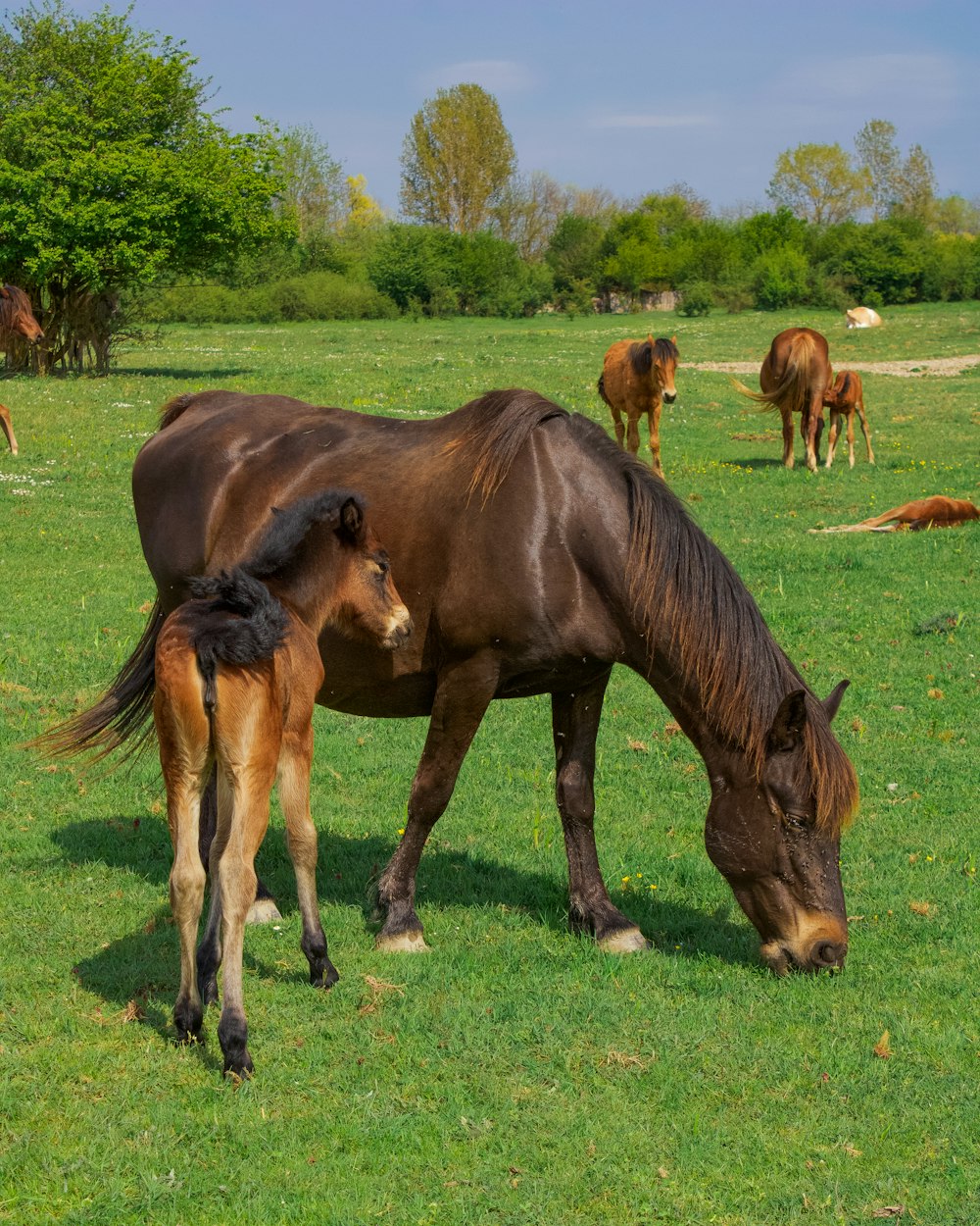 horses on green grass field during daytime