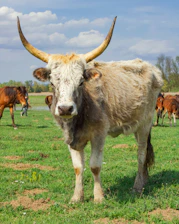 A sturdy, heavy cow standing calmly in a rustic khatal in a Bihari village, chewing grass with a peaceful urban skyline faintly visible in the background.