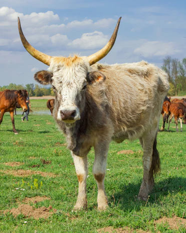 A sturdy, heavy cow standing calmly in a rustic khatal in a Bihari village, chewing grass with a peaceful urban skyline faintly visible in the background.