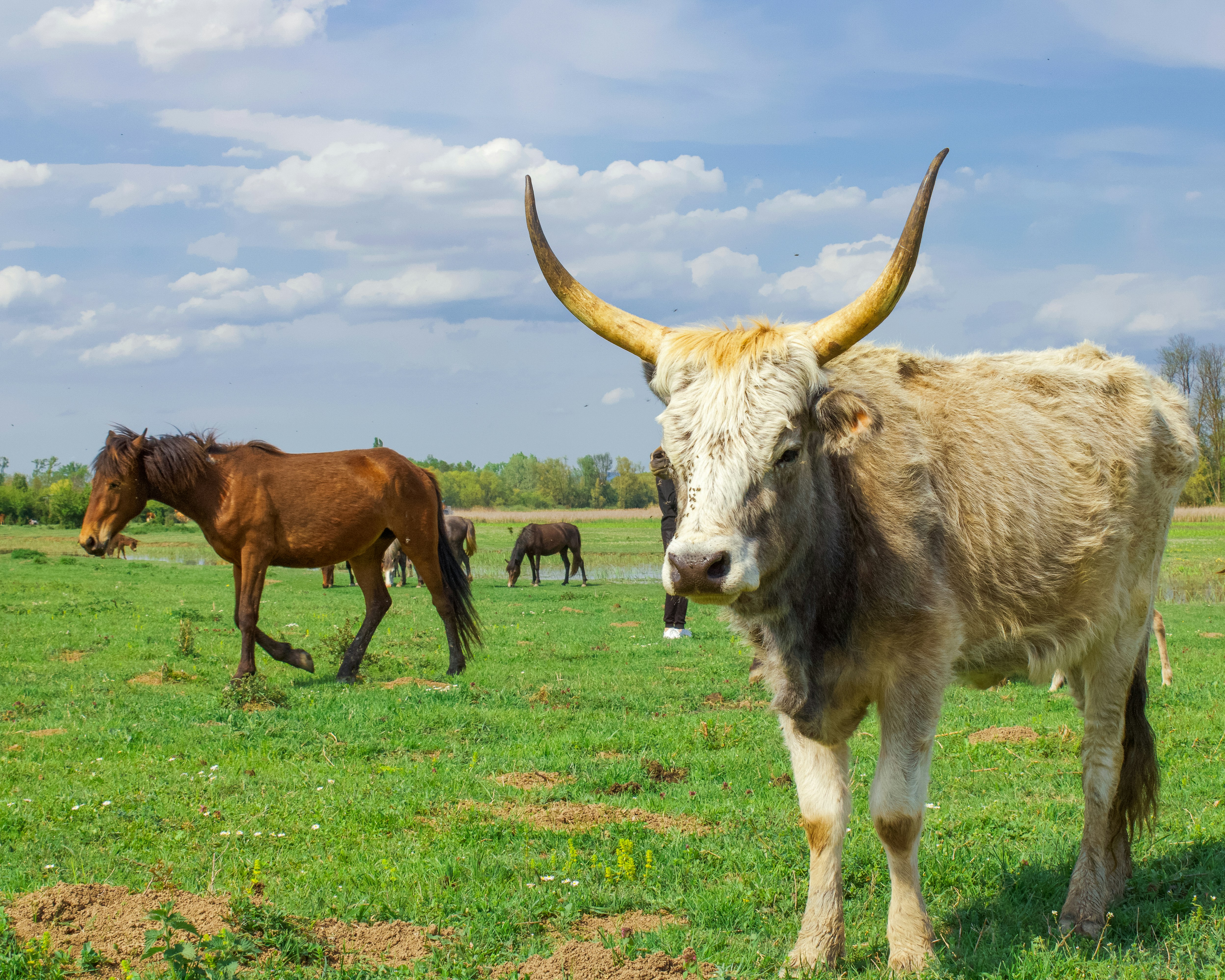 mucca marrone sul campo di erba verde durante il giorno